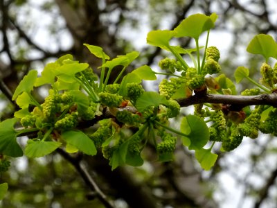 Fleurs mâles et bouquets de feuilles, Ginkgo, Ginkgo bilob… 