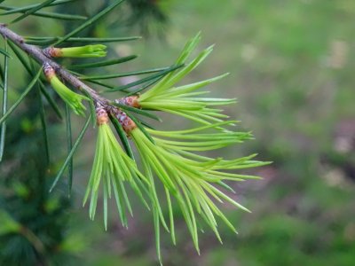 Jeunes aiguilles de Cèdre de l'Atlas, Cedrus atlantica, Pi… 