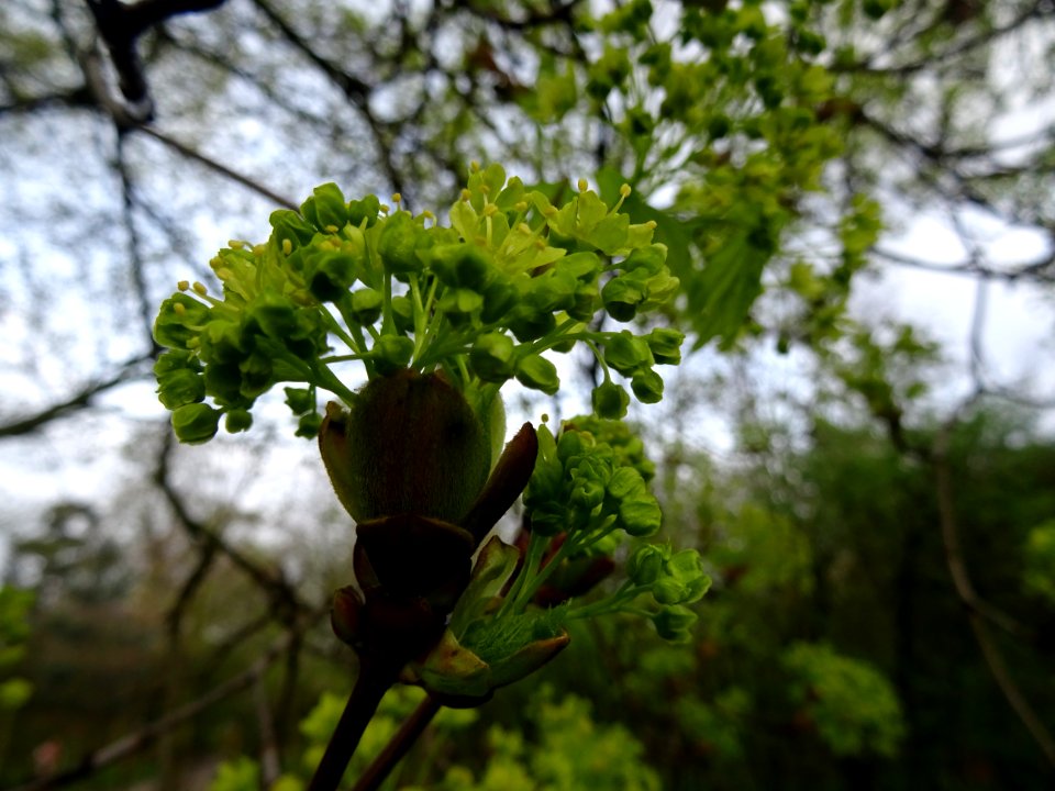 Inflorescences dressées d'érable plane, Acer planatoides, … 
