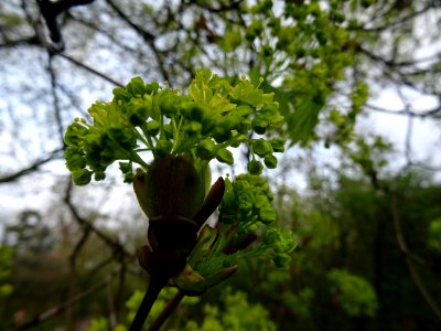 Inflorescences dressées d'érable plane, Acer planatoides, … 