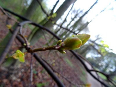Bourgeon d'érable plane, Acer planatoides, Acéracées 