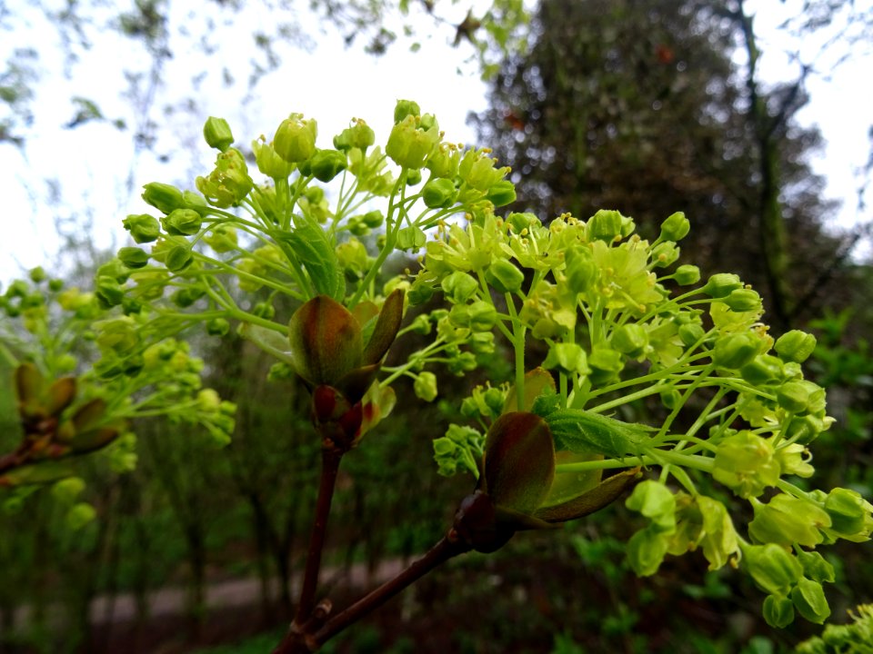 Inflorescences dressées d'érable plane, Acer planatoides, … 