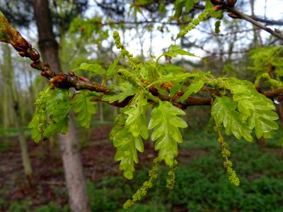Chêne rouvre, Quercus sessiflora, Fagacées 