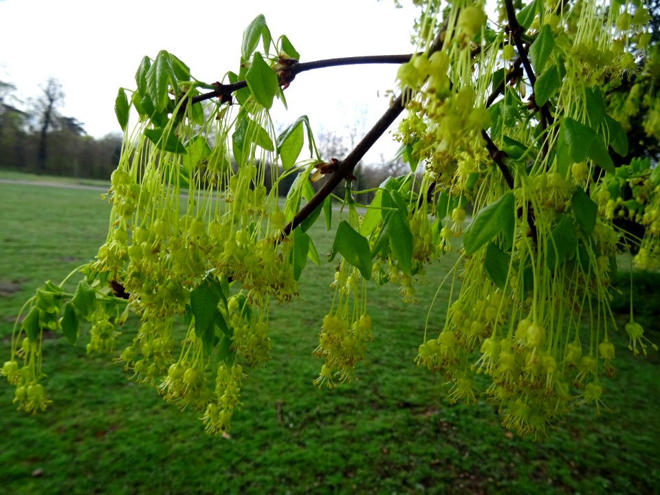 Rameaux d'érable de Montpellier, fleurs aux longs pédoncul… 
