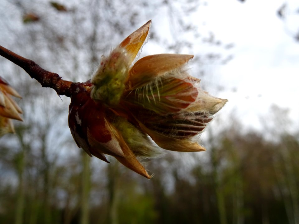 Bourgeon, fleur femelle et jeunes feuilles de hêtre pourpr… 