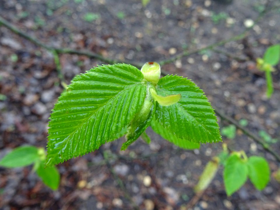Feuilles de Charme, Carpinus betulus, Corylacées 