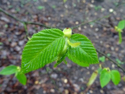Feuilles de Charme, Carpinus betulus, Corylacées 