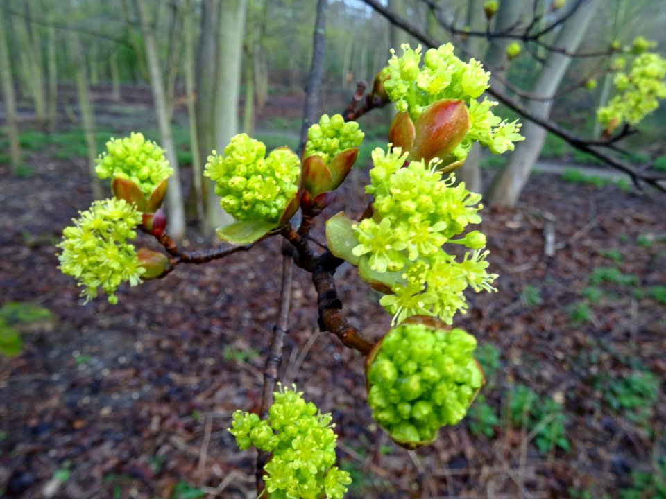 Bourgeons et inflorescences d'érable plane, Acer planatoid… 