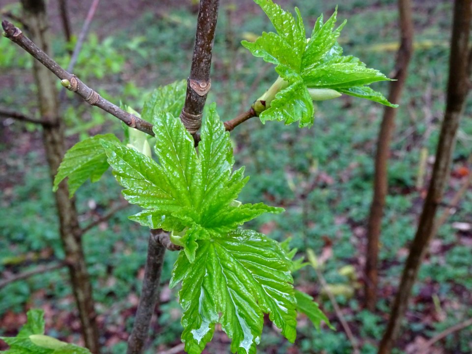 Jeunes feuilles, Erable sycomore, Acer pseudoplatanus, Acé… 
