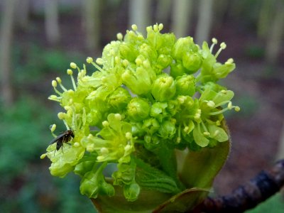 Bourgeon et inflorescence d'érable plane, Acer planatoides… 