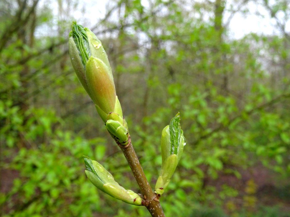 Bourgeon et jeunes feuilles, Erable sycomore, Acer pseudop… 