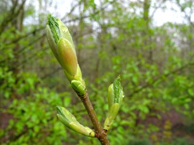 Bourgeon et jeunes feuilles, Erable sycomore, Acer pseudop… 
