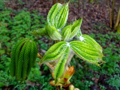 Jeunes feuilles, Marronnier d'Inde, Aesculus hippocastanum… 