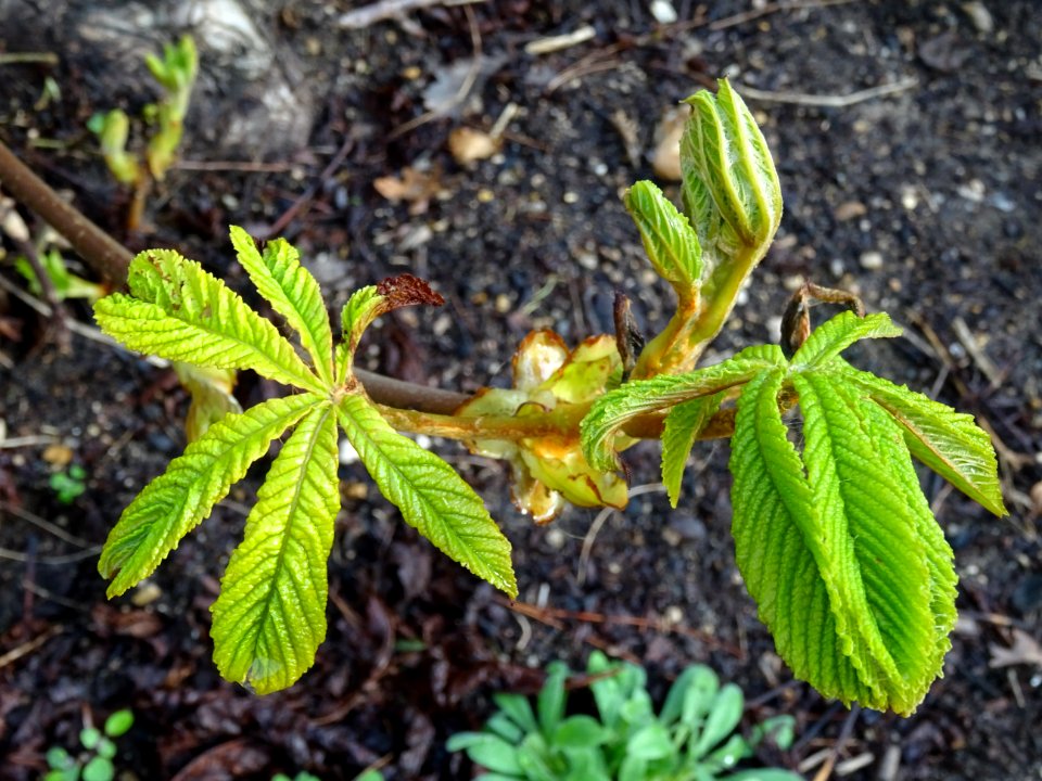 Jeunes feuilles, Marronnier d'Inde, Aesculus hippocastanum… 