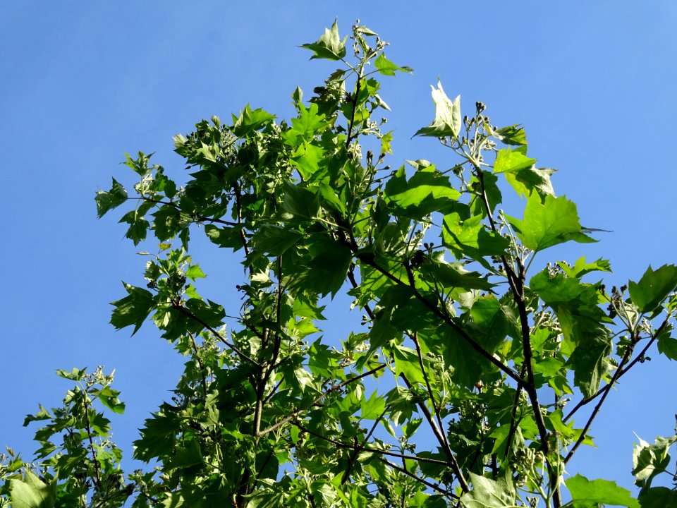 Feuilles et inflorescences encore vertes de l'Alisier torm… 