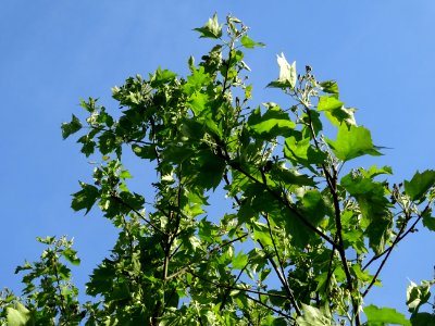 Feuilles et inflorescences encore vertes de l'Alisier torm… 