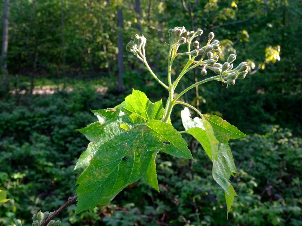 Feuilles et inflorescences encore vertes de l'Alisier torm… 