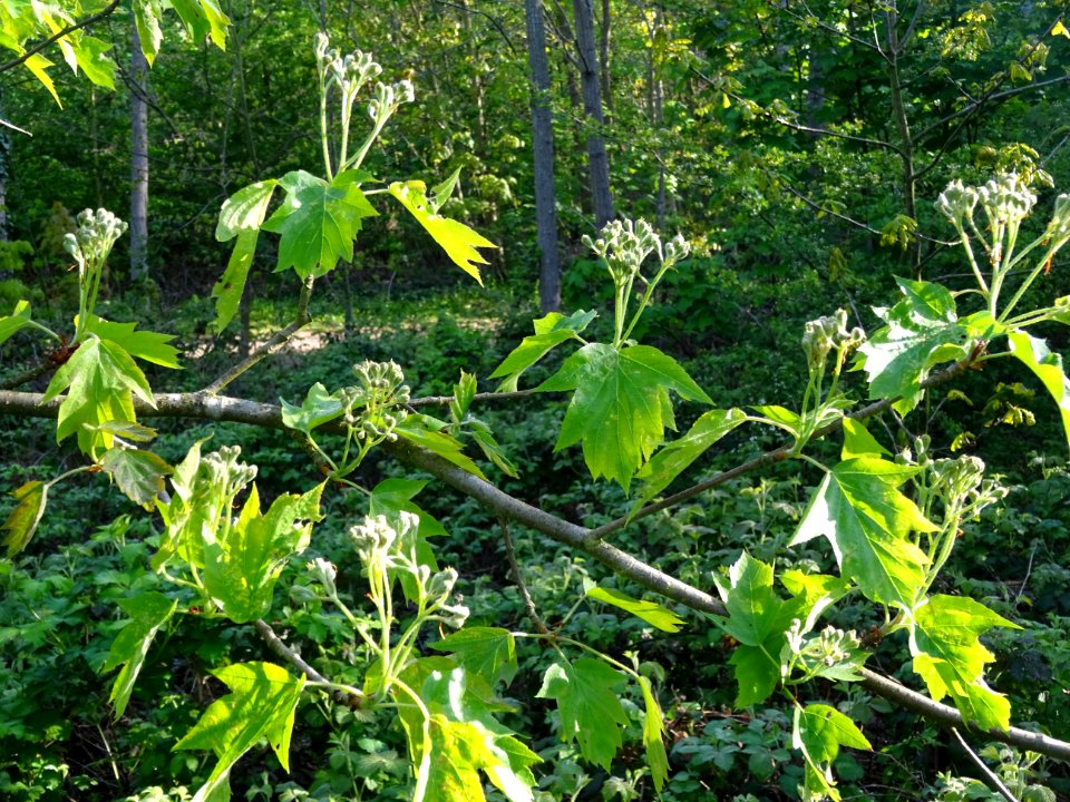 Feuilles et inflorescences encore vertes de l'Alisier torm… 