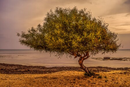 Seaweed nature afternoon photo