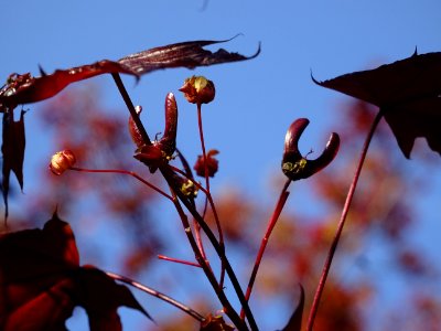 Erable platane rouge, Acer platanoides Royal Red, Acéracée… 
