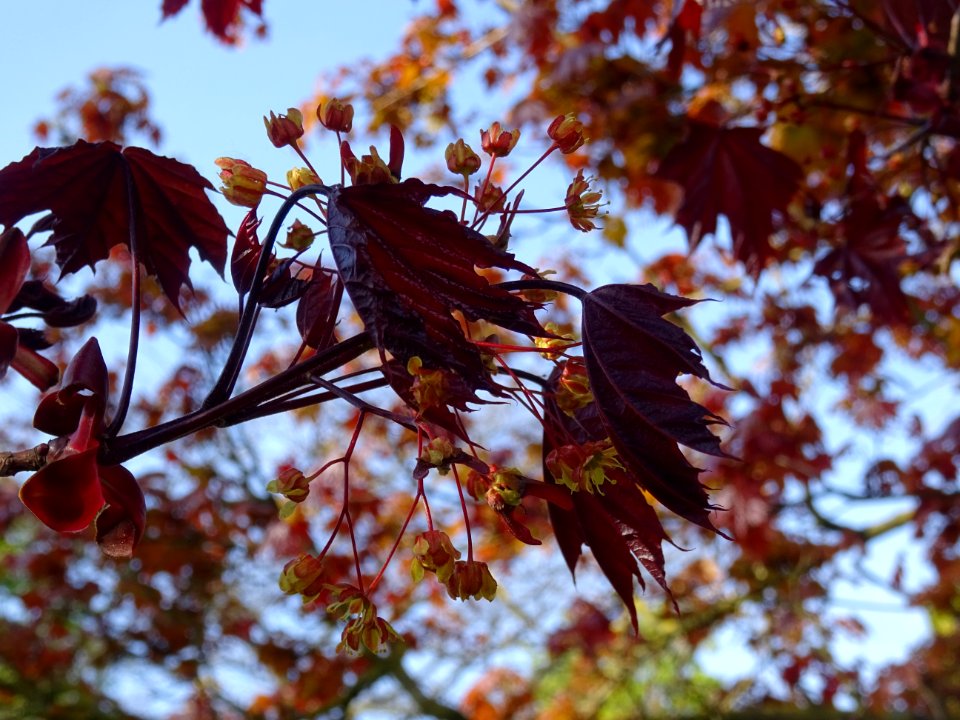 Erable platane rouge, Acer platanoides Royal Red, Acéracée… 