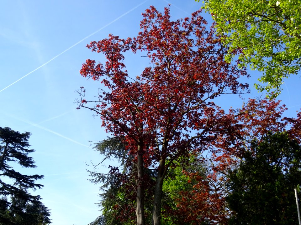 Erable platane rouge, Acer platanoides Royal Red, Acéracée… 