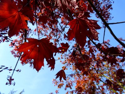 Erable platane rouge, Acer platanoides Royal Red, Acéracée… 