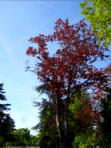 Erable platane rouge, Acer platanoides Royal Red, Acéracée… 