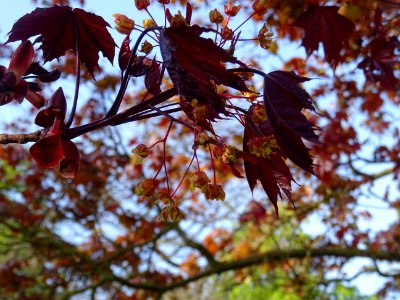 Erable platane rouge, Acer platanoides Royal Red, Acéracée… 