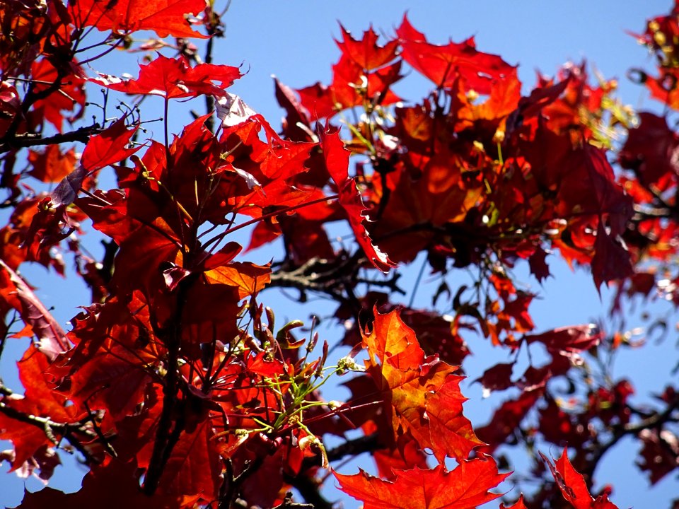 Erable platane rouge, Acer platanoides Royal Red, Acéracée… 