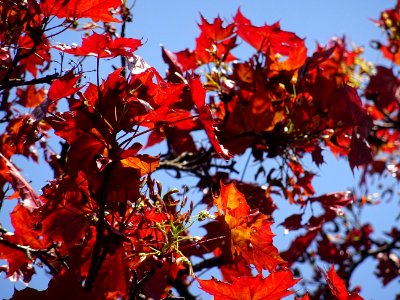 Erable platane rouge, Acer platanoides Royal Red, Acéracée… 