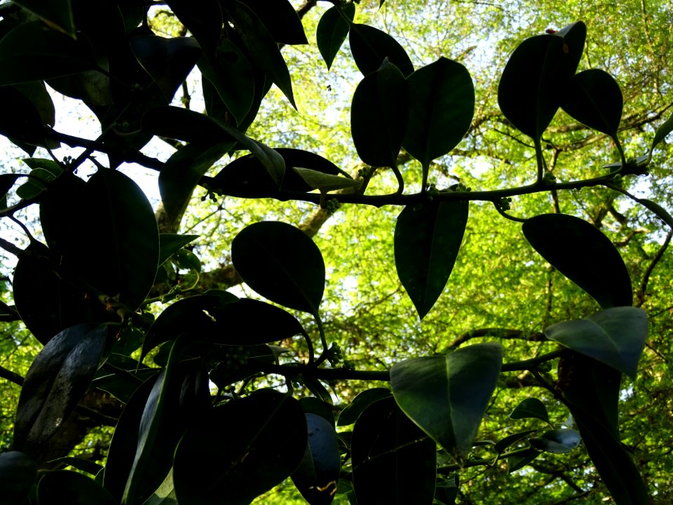 Feuilles de Houx, Ilex aquifolium, Aquifoliacées 