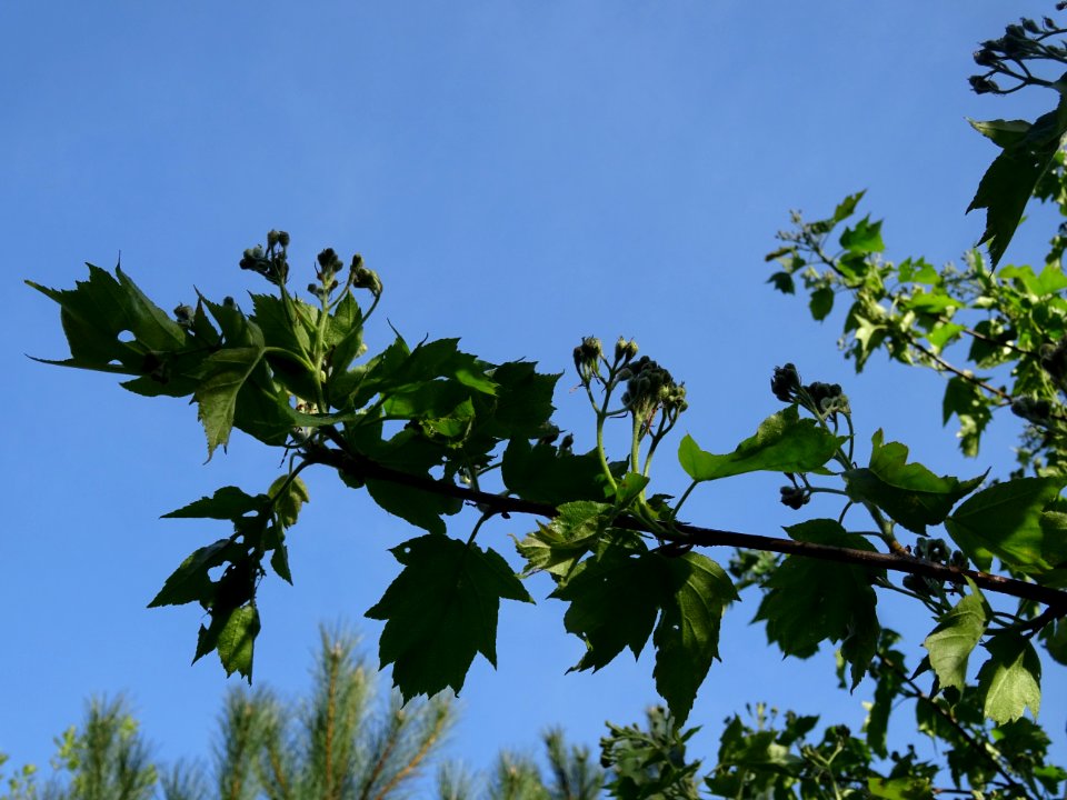 Feuilles et inflorescences encore vertes de l'Alisier torm… 