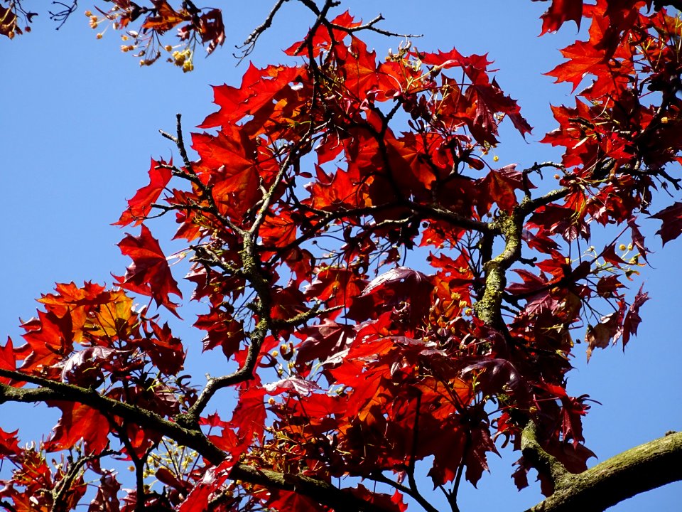 Erable platane rouge, Acer platanoides Royal Red, Acéracée… 