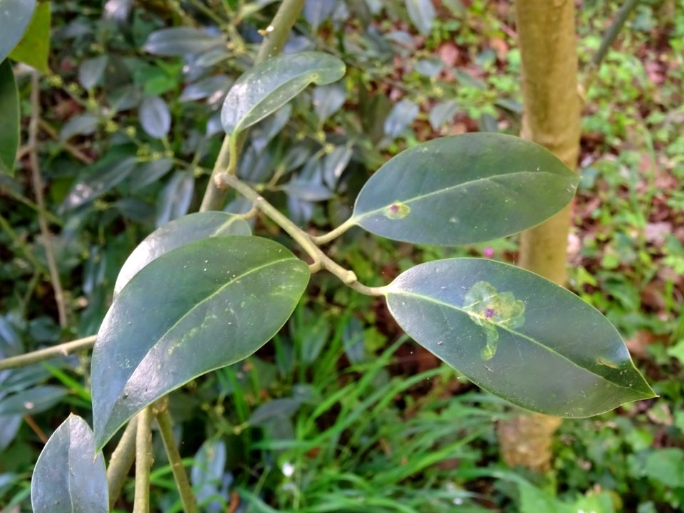 Feuilles de Houx, Ilex aquifolium, Aquifoliacées 