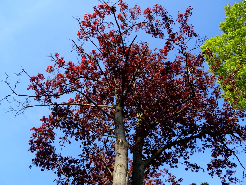 Erable platane rouge, Acer platanoides Royal Red, Acéracée… 
