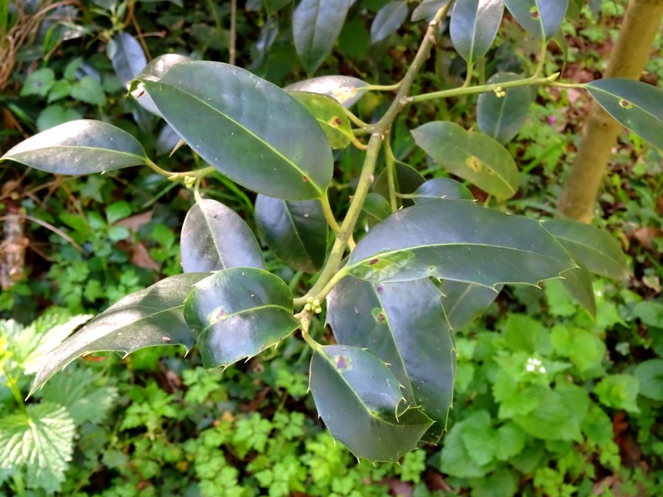 Feuilles de Houx, Ilex aquifolium, Aquifoliacées 