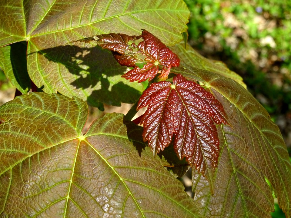 Jeunes feuilles d'Erable sycomore, Acer pseudoplatanus, Ac… 