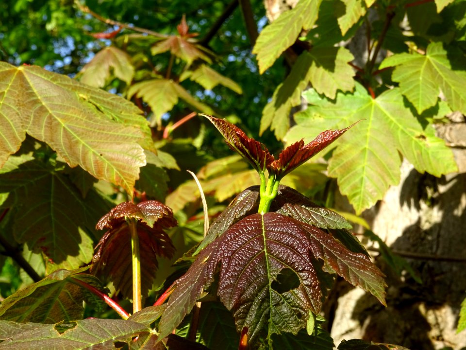 Jeunes feuilles d'Erable sycomore, Acer pseudoplatanus, Ac… 