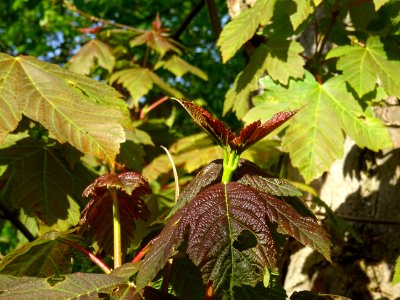 Jeunes feuilles d'Erable sycomore, Acer pseudoplatanus, Ac… 