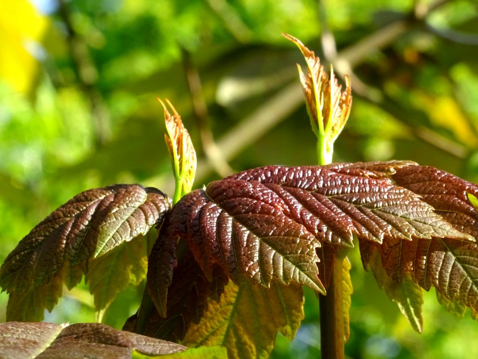 Jeunes feuilles d'Erable sycomore, Acer pseudoplatanus, Ac… 