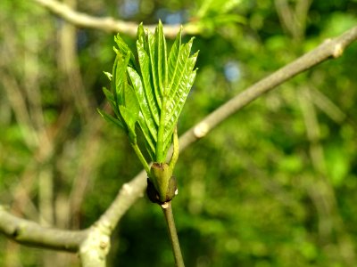 Jeunes feuilles de Frêne élevé, Fraxinus excelsior, Oléacé… 
