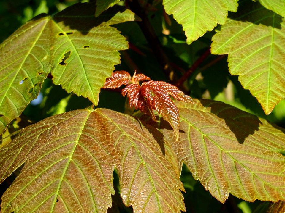 Jeunes feuilles d'Erable sycomore, Acer pseudoplatanus, Ac… 