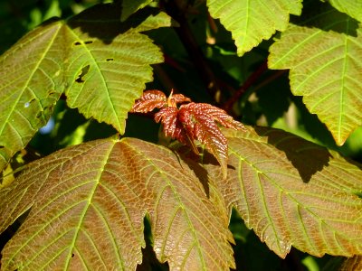 Jeunes feuilles d'Erable sycomore, Acer pseudoplatanus, Ac… 