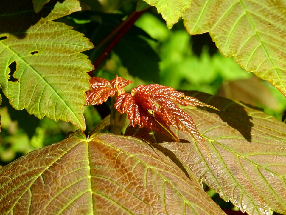 Jeunes feuilles d'Erable sycomore, Acer pseudoplatanus, Ac… 