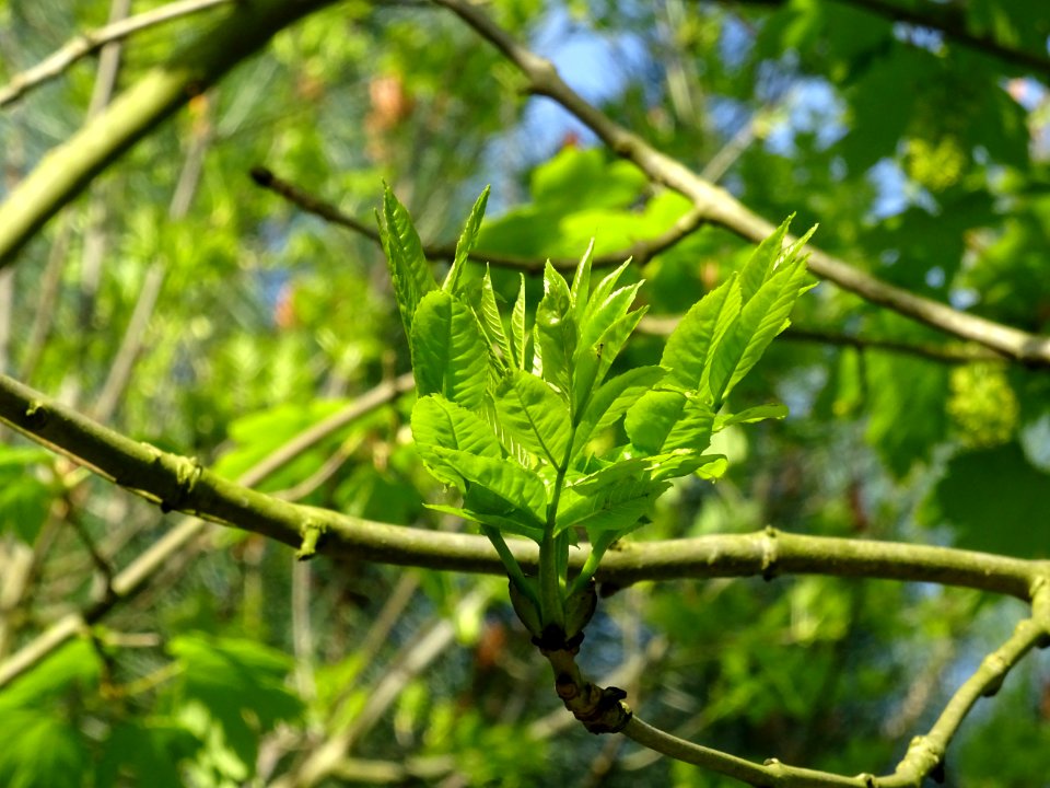 Jeunes feuilles de Frêne élevé, Fraxinus excelsior, Oléacé… 