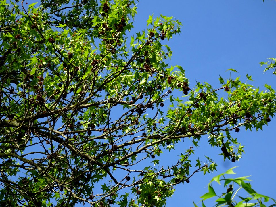 Feuilles et fleurs en capitule sphérique, Copalme d'Amériq… 
