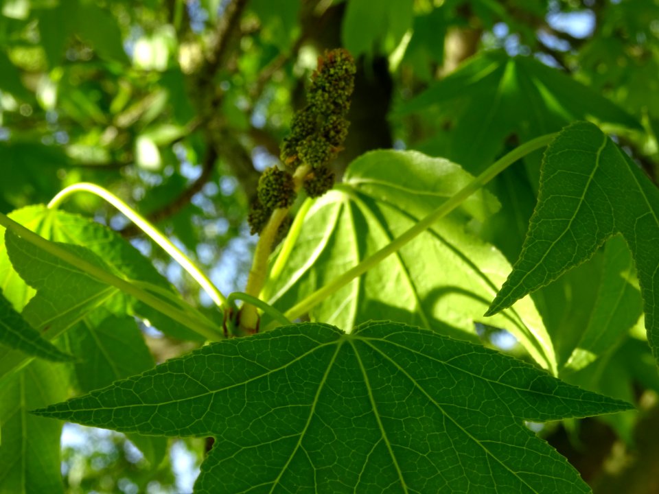 Feuilles et fleurs en capitule sphérique, Copalme d'Amériq… 