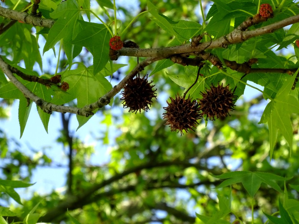 Feuilles et fleurs en capitule sphérique, Copalme d'Amériq… 