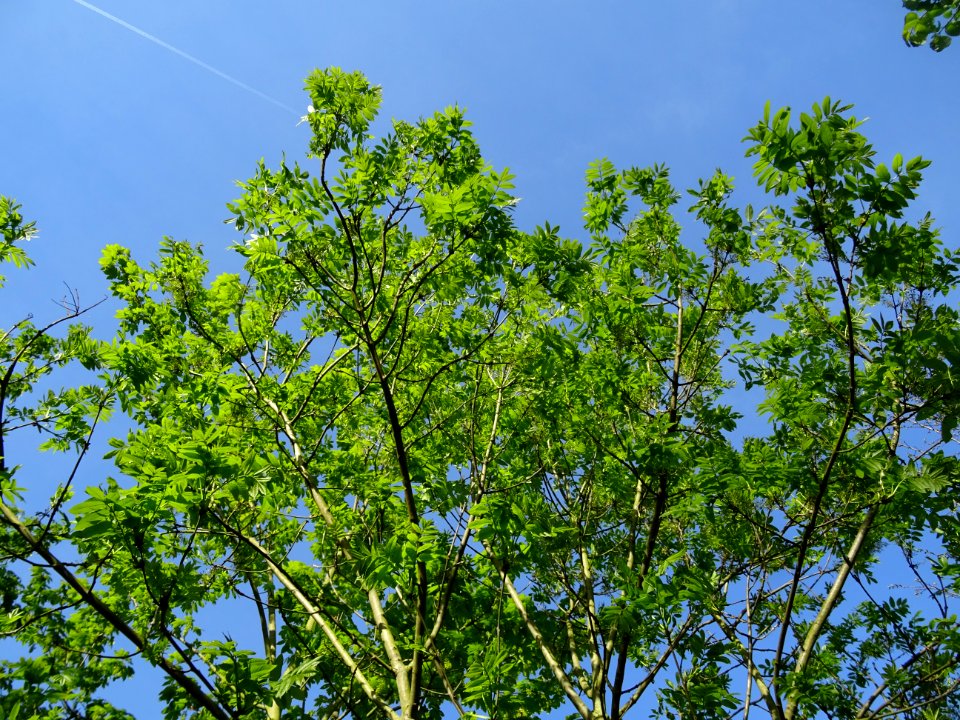 Frêne élevé, Fraxinus excelsior, Oléacées 